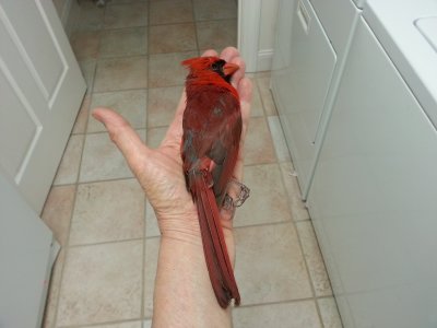 Cardinal