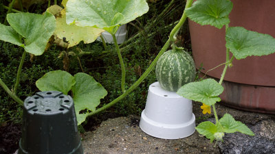 P1060575 Watching my Tigger melon grow