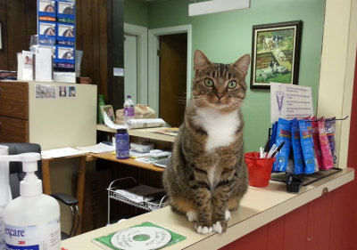 20120803_115255 Vet  Office Cat