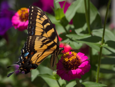 _MG_0440 Swallowtail on zinnia