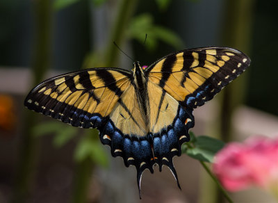 _MG_0434 Swallowtail