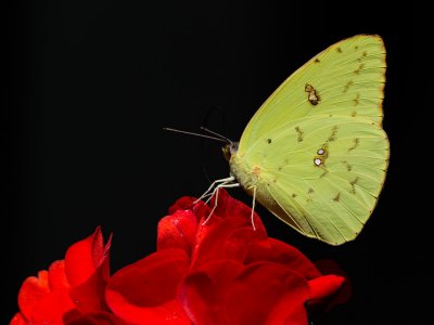 _MG_0480 Cloudless Sulphur Butterfly