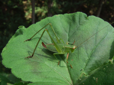 DSCF8692 Katydid in Jumping Mode