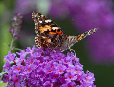 _MG_0729 Painted Lady