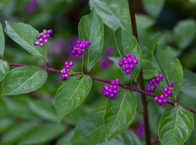 _MG_0855 Beautyberry