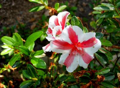 g4/92/11092/3/59335060.SavannahIMG_3552Azalea.jpg