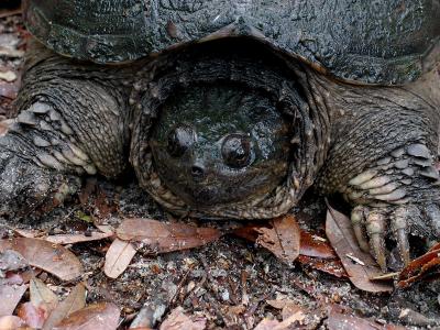 Wildlife Preserve Turtle