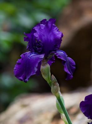 _MG_1560 Purple Iris