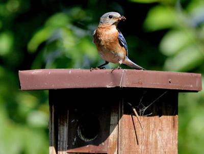_MG_2274 Bluebird - Listen to a robin!