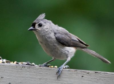 _MG_0343 Titmouse