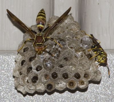 Watching a Paper Wasp Nest in My Entryway