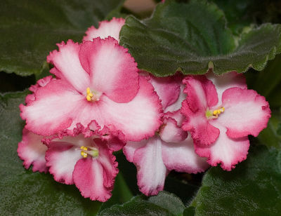 Loved the color of this African Violet