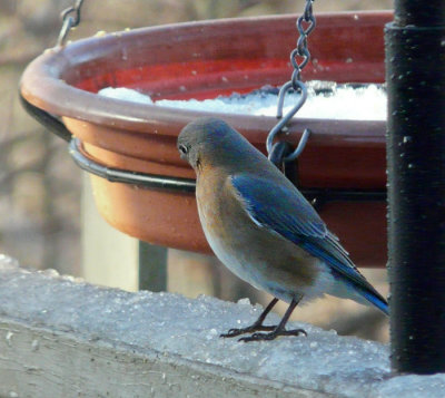 P1000452 Female Bluebird-Max Zoom