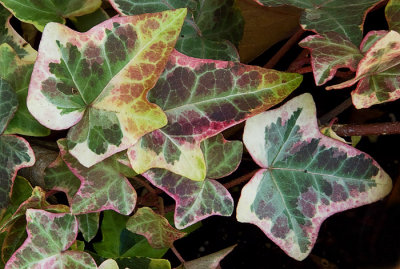 P1000617 Winter Ivy Color