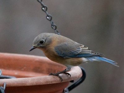 _MG_0447 Female Bluebird