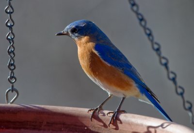 _MG_0488 Male Bluebird