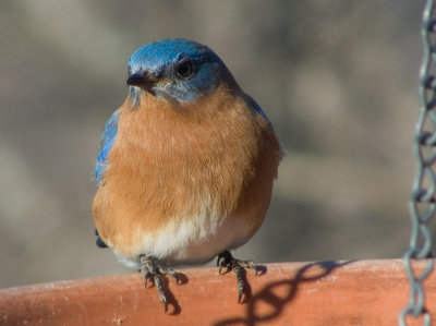 P1000677 Male Bluebird