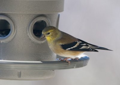 _MG_0521 Goldfinch at new feeder
