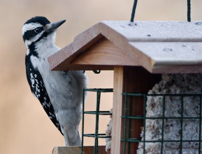 _MG_0984 Female Downy Woodpecker