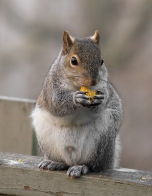 _MG_0571 Morning Muncher