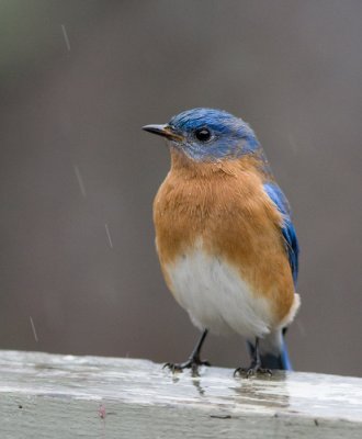 _MG_1068 Wet Bluebird