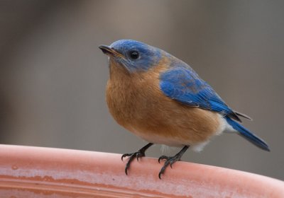 _MG_0364 Male Bluebird Swallowing