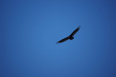 Turkey Vulture
