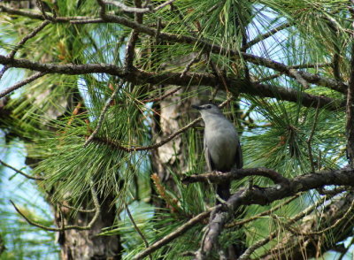 Gray Catbird