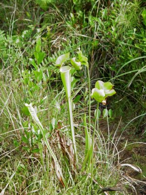 Yellow Pitcher Plant