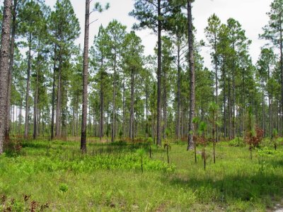 Longleaf pine