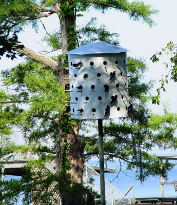 Purple Martin