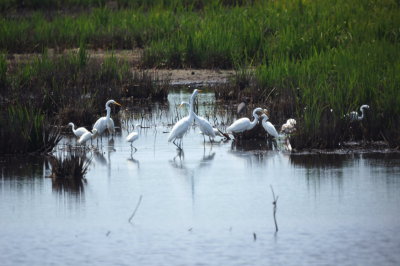 Great & Snowy Egrets
