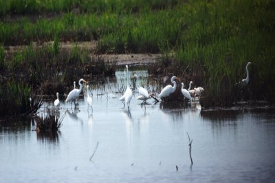 Great & Snowy Egrets