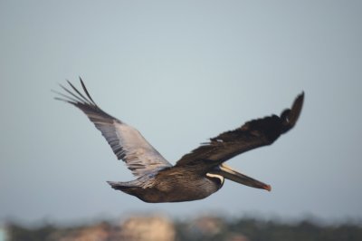 Brown Pelican
