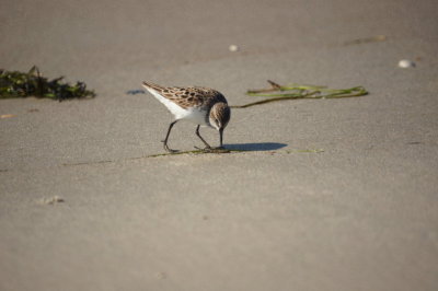 Semipalmated Sandpiper