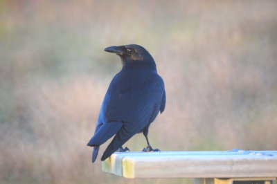 Fsh Crow