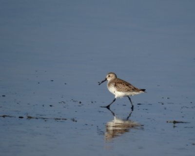Dunlin