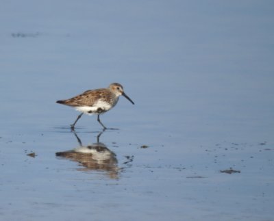Dunlin