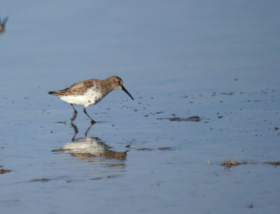 Dunlin