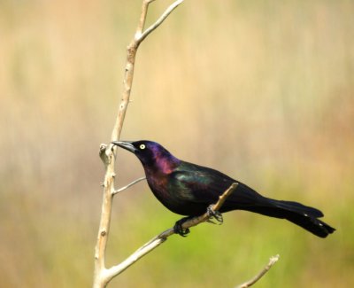 Common Grackle