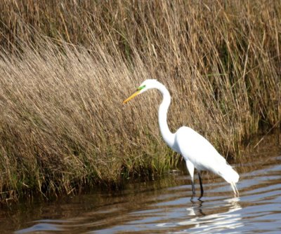 Great Egret