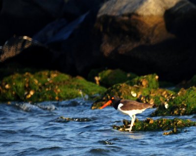 American Oystercatcher