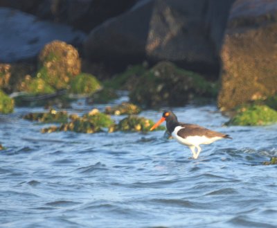 American Oystercatcher