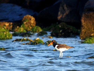 American Oystercatcher
