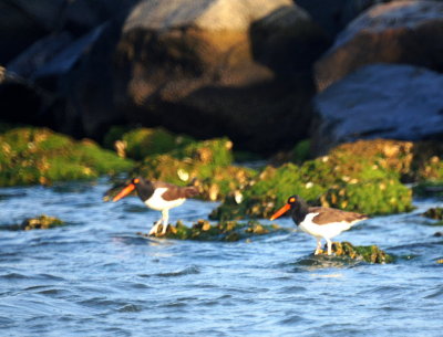 American Oystercatcher