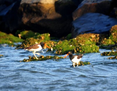 American Oystercatcher