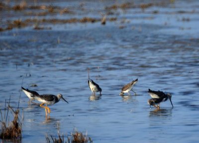 Lesser Yellowlegs