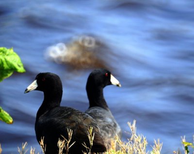 American Coot