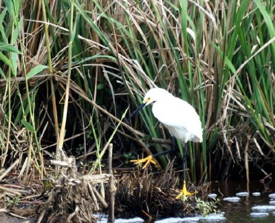 Snowy Egret