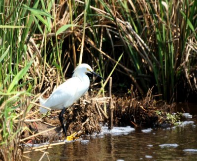 Snowy Egret